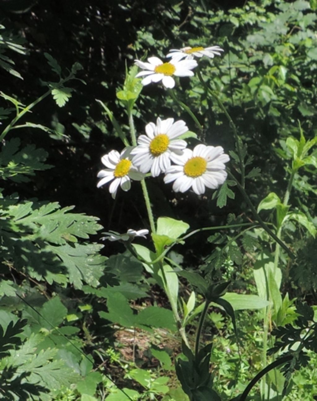 Tanacetum parthenium